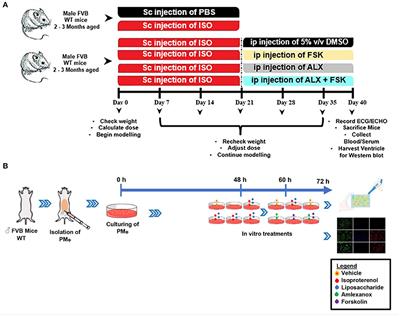 Isoproterenol-Induced Cardiomyopathy Recovery Intervention: Amlexanox and Forskolin Enhances the Resolution of Catecholamine Stress-Induced Maladaptive Myocardial Remodeling